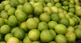 Midagri: kilo de limón se encuentra por debajo de los S/ 10